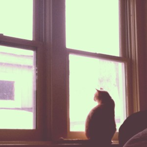 Mr. Kitty doing his best Carole King impression